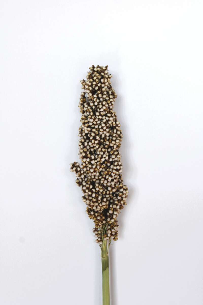 PRAIRIE PEARLS™ WHITE