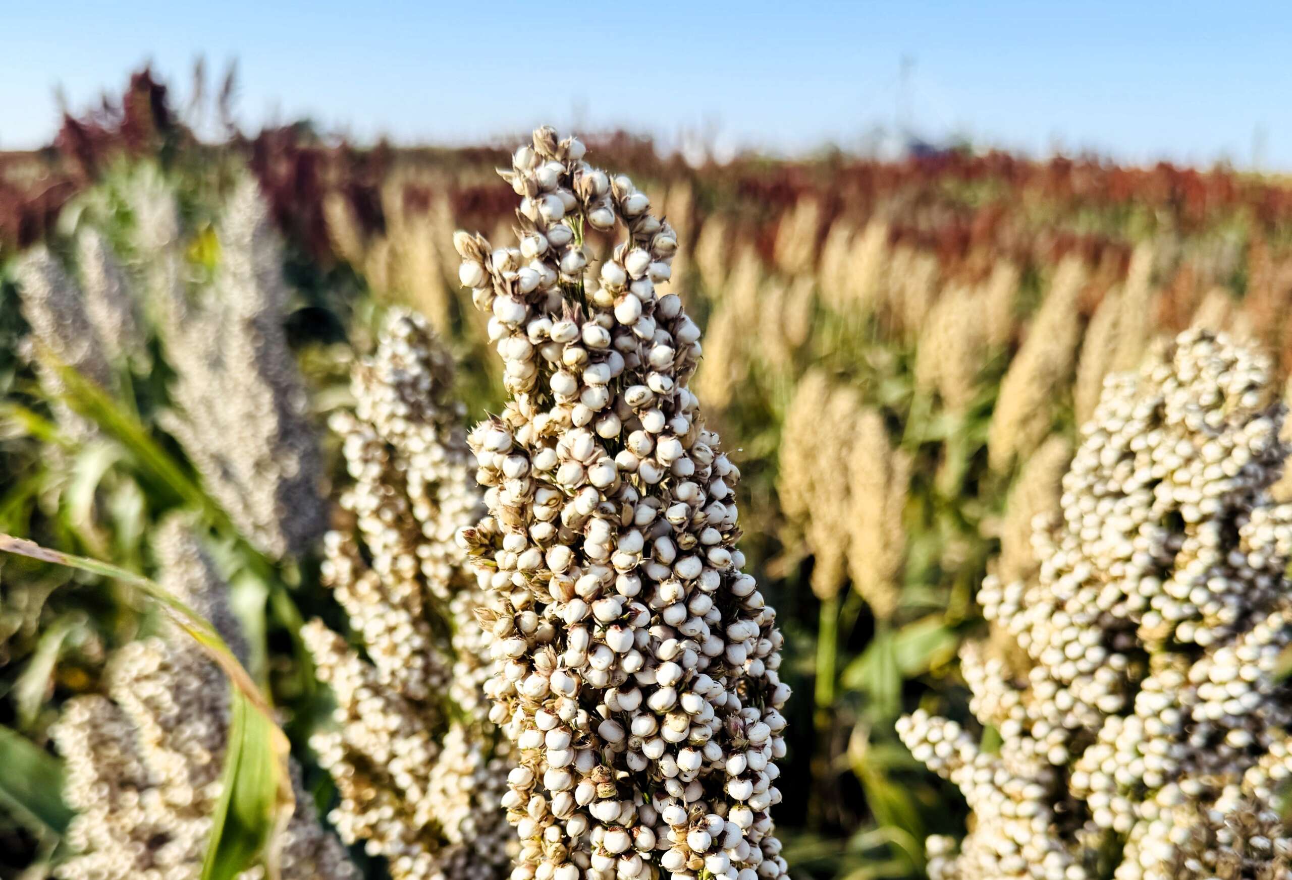PRAIRIE PEARLS™