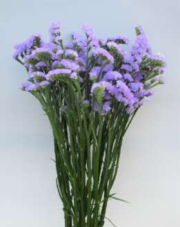 SPIA LAVENDER™