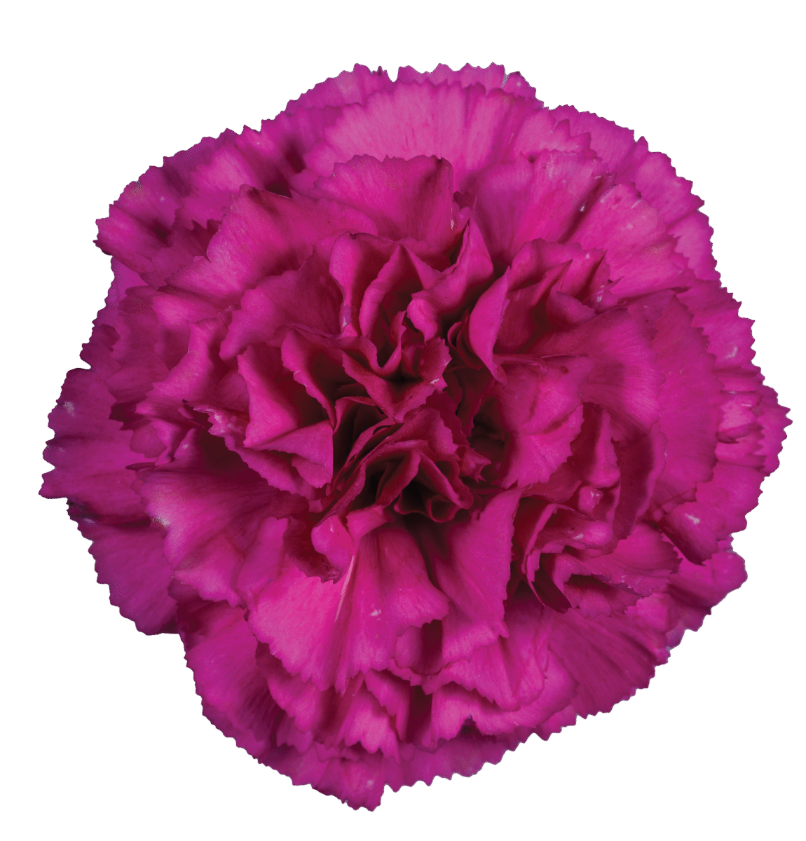 TESORO™ AMARA
