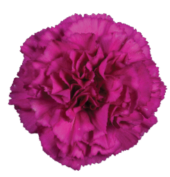 TESORO™ AMARA
