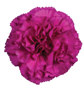 TESORO™ AMARA