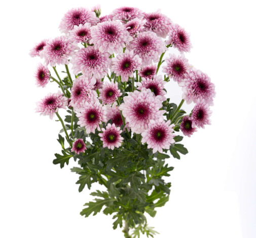 ENERGIA ROSE