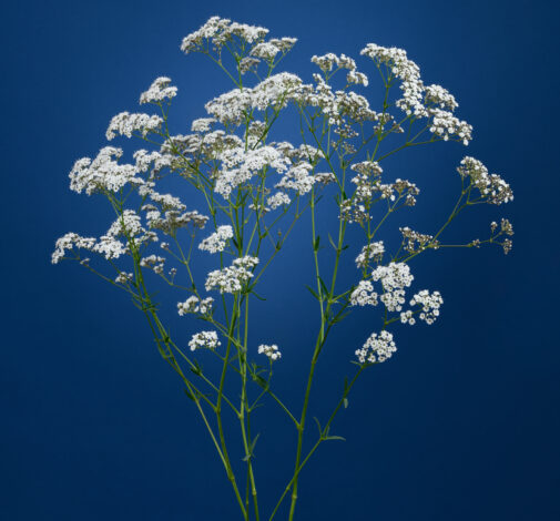 MILLION DAISY™ 2.0