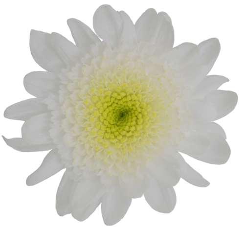 EMPATIA™ ANEMAR
