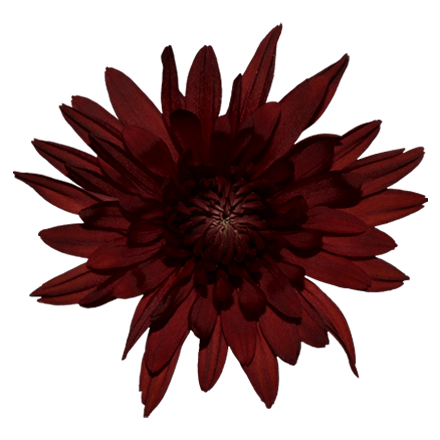 PASION™ RED COPPER